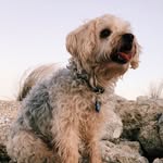 Louie Culver - @lizardkiller - Instagram