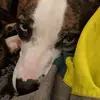 Louis DeVito - @louis.devito3 - TikTok