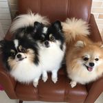 Louis🐶Duda🐶Bia🐶 - @spitz_adventures - Instagram