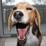 King Louis - @louisvbeagle - Instagram