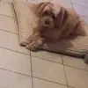 louisebert - @louisebert0 - TikTok