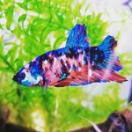 Louis. fish - @fish_life.me - Instagram