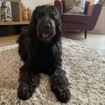 Louis & Florence - @louisirishdoodle - Instagram