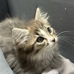 𝓶𝓮𝓸𝔀 노르웨이 숲 루이 냥스타그램 ฅ^•ﻌ•^ฅ - @louis_in_the_forest - Instagram