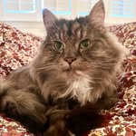 Louis - @louis_the_norwegian_forest_cat - Instagram