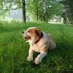 Louis Philippe Forest - @louisphilippeforest - Instagram