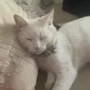 Louisforestcat - @louisforestcat - TikTok