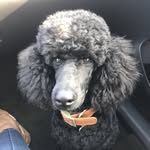 Louis Fredericks - @louisthepoodleprince - Instagram