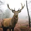 louis10Geist - @bitblock28 - TikTok