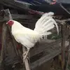 Louie Gregorio - @louie.gregorio - TikTok