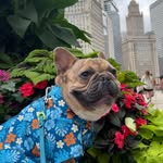 Louis 🐾🐶💙 - @louis.handsome.frenchie - Instagram