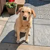 Louis - @louis.harding - TikTok