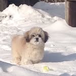 Roscoe Louis Hess - @roscoe_the_shihtzu - Instagram