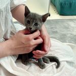 ロシアンブルーのルイ - @louis_jaques_david_chat - Instagram