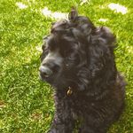 Jasper Louis - @jasperlouislake - Instagram