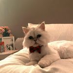 Jasper Louis Hernandez III - @jasper_louis_the_persian_cat - Instagram