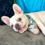 Louis & Jasper French Bulldog - @frenchies_louisandjasper - Instagram