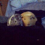 Louis and Jasper - @louis_and_jasper_guineapigs - Instagram
