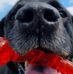Louise Jeffries - Facebook