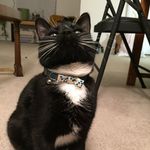 Louis Kellogg-Weeks - @louisthetuxedocat - Instagram
