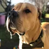 🐾 LOUIS LUCY LENNY LACEY 🐾 - @louis_great_dane_mastiff - TikTok