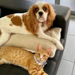 Lacey & Louis - @laceyandlouis - Instagram