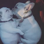 Louis ❤️ Lacey - @louisloveslacey - Instagram