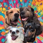 Louis, Lucy, Lenny & Lacey 🐾 - @louis_great_dane_mastiff_ - Instagram