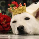 路易王子 - @louis_langlang - Instagram