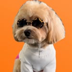 Мальтипу Луи ┃ Maltipoo Louis f1 - @louis__maltipoo - Instagram