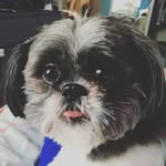 Louis Monkey Bear III - @louismonkeybear - Instagram