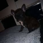 🐕louis🐕 - @louis__oneill - Instagram