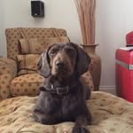Louis O'Neil - @mydogiscalledlouis - Instagram