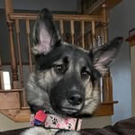 Louis Felippe Phipps - @louis.the.puggle - Instagram