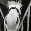 louisephipps705 - @louisephipps705 - TikTok