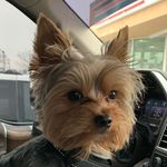 Louis Xiii - @louis_xiii_pollock - Instagram