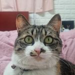 츤데레 고양이_루이♀ - @louis_queen19 - Instagram