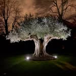 Le jardin des oliviers - @louis_rigoni31 - Instagram