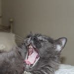 Louis Rumph - @louis_da_housecat - Instagram