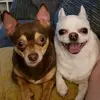LouisandRyder - @louisandryder - TikTok