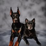 Ryder Pack - @wolfandlouisryder - Instagram