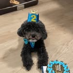 Louis - @silversablepoodle_louis - Instagram