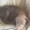 Dusty and rocky - @louis.simpson6 - TikTok