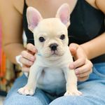 Jacques-Louis Springer - @jacqueslouisfrenchie - Instagram