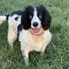 Louie the Springer Spaniel 🐾 - @louie_thespringerspaniel - TikTok