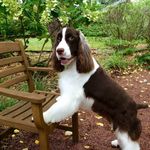 Louis aka Louie - @louisthespringerspaniel - Instagram