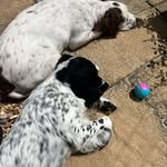 Louis and william English springer spaniels - @louis.springerspaniel - Instagram