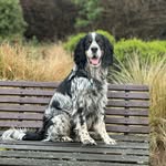 Louis Charles Narayan - @louis_springer_spaniel_nz - Instagram
