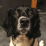 Louis - @louis_springerspaniel - Instagram
