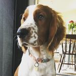 Louis - @louis_welsh_springer - Instagram